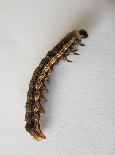 Helicoverpa armigera